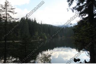 Photo Reference of Background Forest